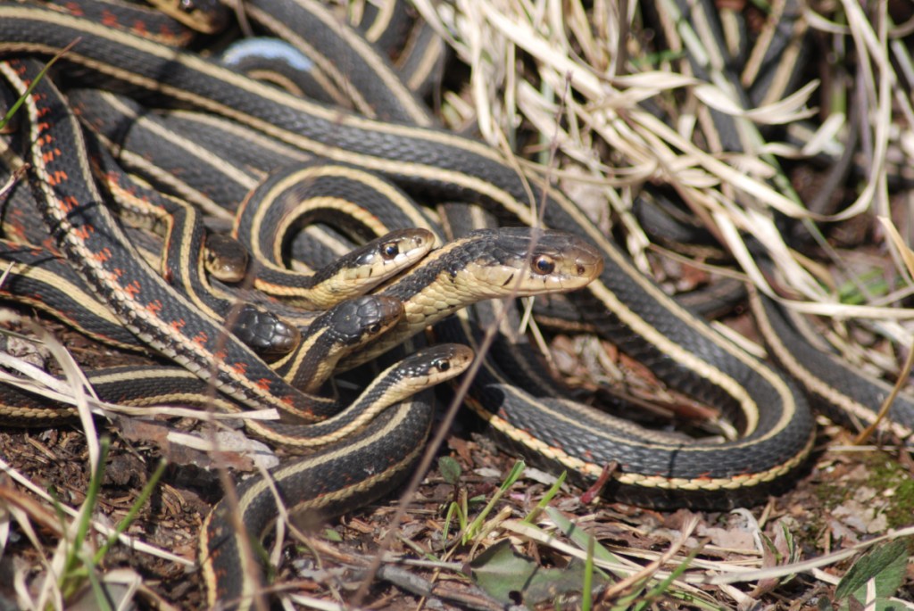 From the ashes of wildfires, the snakes of Canada's north slither