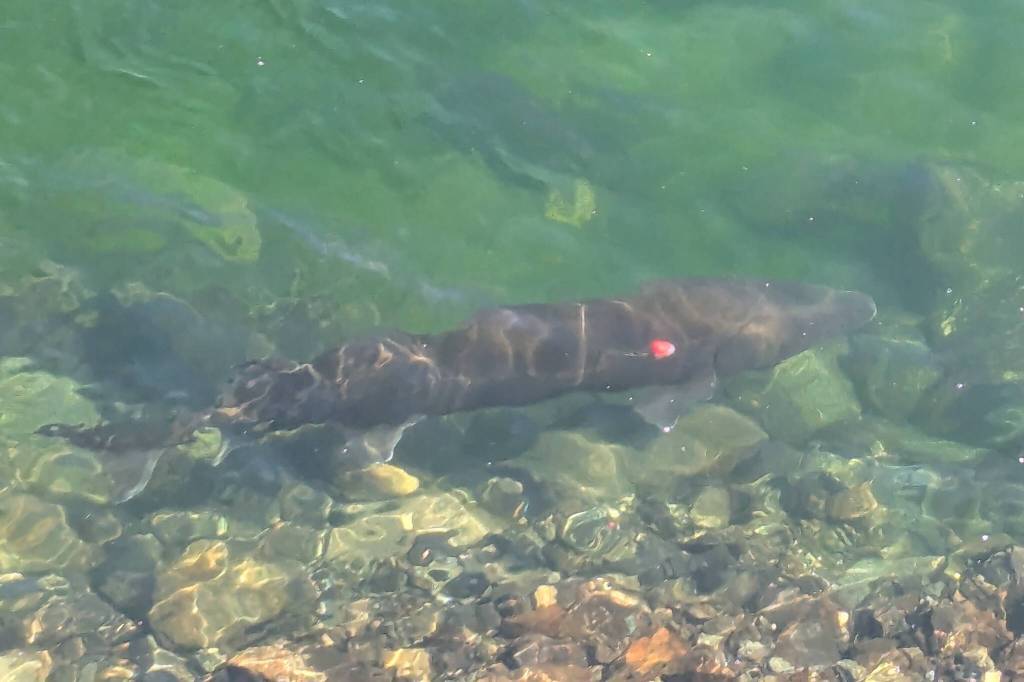 Entangled Columbia River sturgeon draws attention to plight of ancient ...
