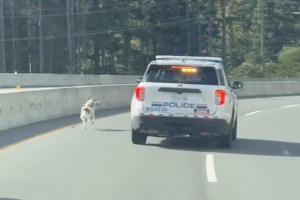 West Shore RCMP attempt to wrangle a dog running down Sooke Road, on the outskirts of Langford, Oct. 8.