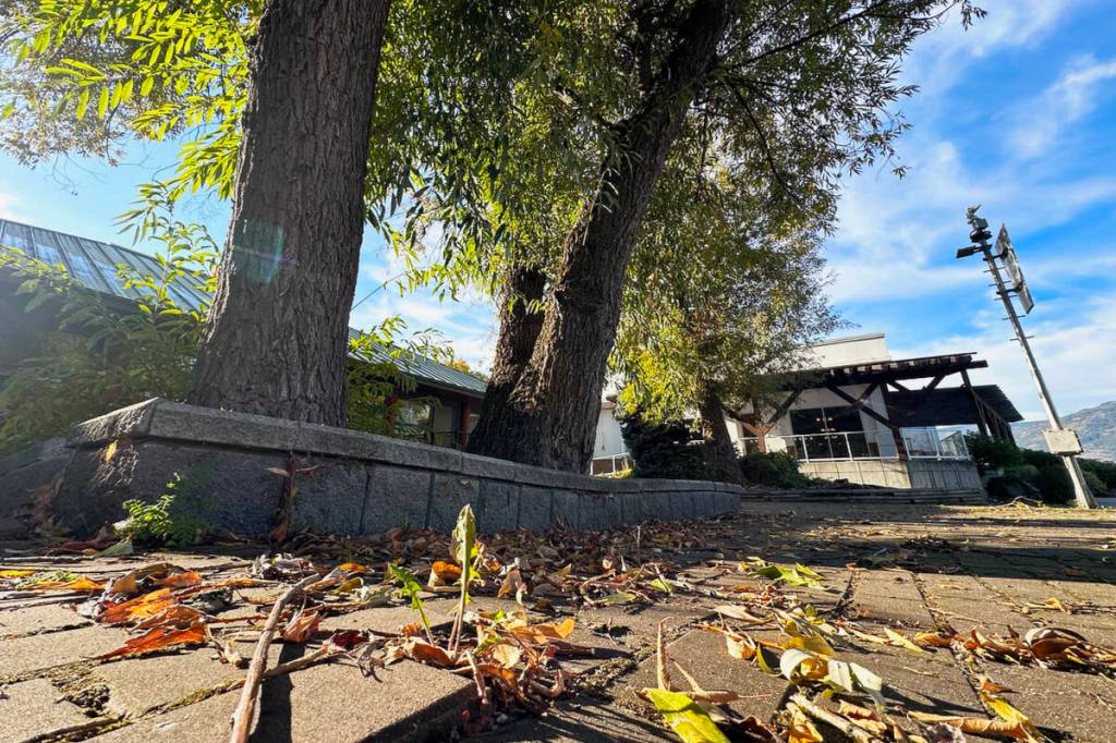 Four mature willow trees at the Prestige Harbourfront Resort are proposed to be removed under a city tree removal permit supported by Salmon Arm council at its meeting of Oct. 14, 2025. (Lachlan Labere-Salmon Arm Observer)