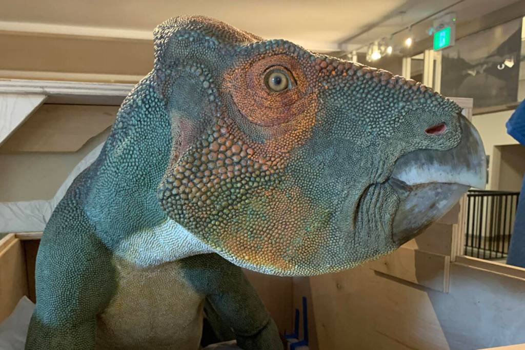The Dinosaurs of BC exhibit is in Penticton, on loan from the Royal BC Museum in Victoria. (Penticton Museum and Archives photo)